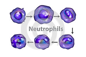 The development of neutrophils