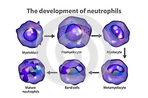 The development of neutrophils photo