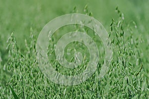 Development of oat panicle in field