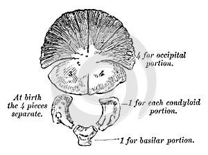Development of Occipital Bone, vintage illustration photo