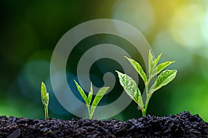 Development of seedling growth Planting seedlings young plant in the morning light on nature background photo