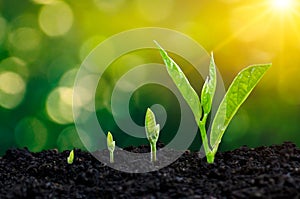 Development of seedling growth Planting seedlings young plant in the morning light on nature background photo