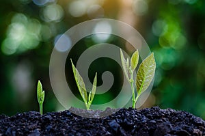 Development of seedling growth Planting seedlings young plant in the morning light on nature background