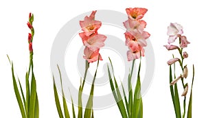Pink gladiolus with leaves on white background isolated