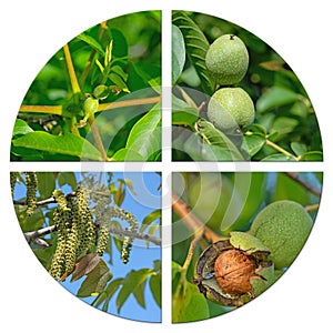 Development steps of the walnut in a collage