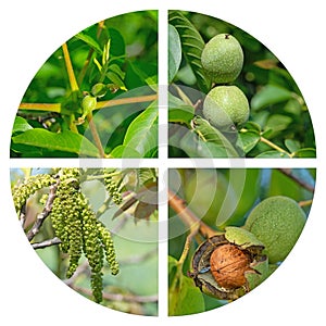 Development steps of the walnut in a collage