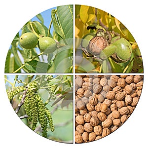 Development steps of the walnut in a collage