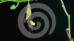 Development and transformation stages of catch a sailboat - hatching out of pupa to butterfly. Isolated on black