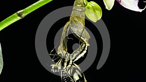 Development and transformation stages of lime Butterfly -Papilio demoleus - malayanus hatching out of pupa to butterfly
