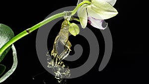 Development and transformation stages of lime Butterfly -Papilio demoleus - malayanus hatching out of pupa to butterfly