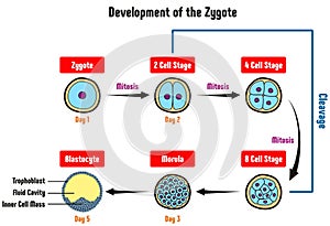 Development of the Zygote Diagram