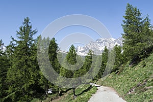 Devero Alp, mountain path through tre forest