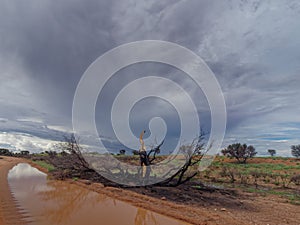 Devestation of veld fire