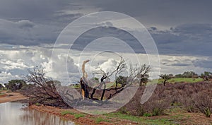 Devestation of veld fire