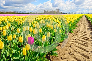 Deviant red tulip on the edge of a flowerbed with yellow tulips