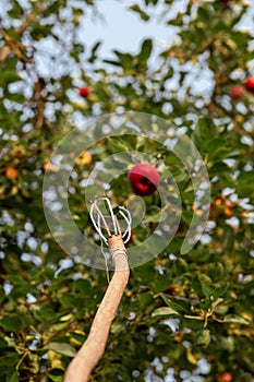 Device for removing apples from a tree. Agriculture, agronomy, industry