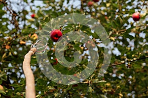 Device for removing apples from a tree. Agriculture, agronomy, industry