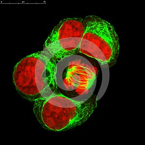 Devided cell