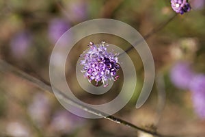 Devil bit scabious Succisa pratensis