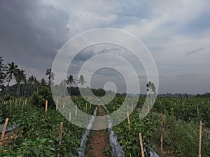 devil chili (cabe setan)