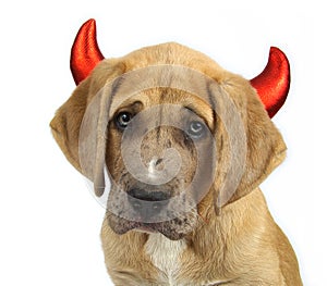 Devil Dog photo