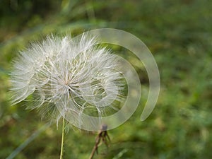 devil feather or dandelion flower