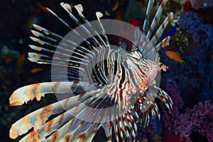 Devil firefish