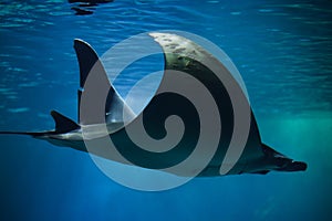 Devil fish Mobula mobular photo