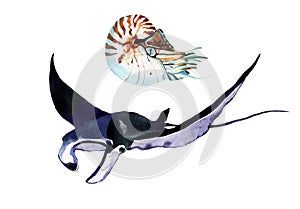 Devil fish. Stingray and nautilus