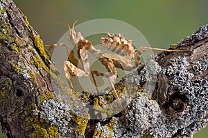 Devil flower mantis on branch