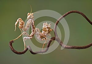 Devil Flower mantis on vine