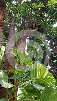 Devil ivy on big mango tree side