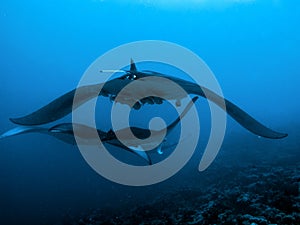 Devil ray