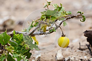 Devil`s Apple Nightshade Fruit On Stem Solanum linnaeanum