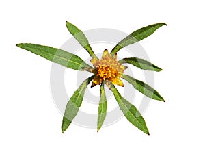 Devil`s beggarticks flower isolated on white, Bidens frondosa