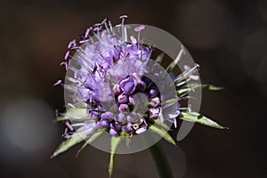 Devil`s bit or devil`s bit scabious flower