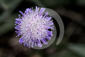 Devil`s bit flower head