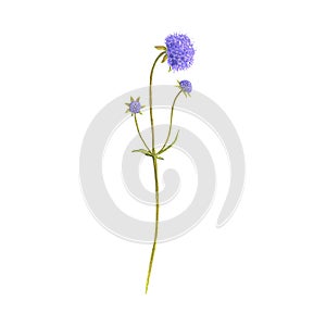 Devil`s-bit scabious flower, drawing by colored pencils