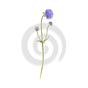 Devil`s-bit scabious flower, drawing by colored pencils
