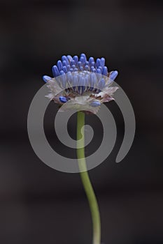 Devil`s-bit scabious, Succisa pratensis, close-up budding flower photo
