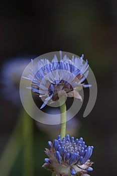 Devil`s-bit scabious, Succisa pratensis, close-up budding flowers photo