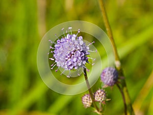 Devil`s bit Scabious or Succisa pratensis flower macro, selective focus, shallow DOF