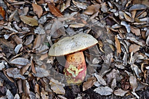 Devil`s bolete, Boletus satanas mushroom