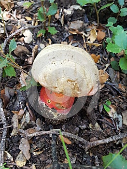 devil& x27;s bolete, Boletus satanas mushroom is growing in the forest in Moncayo, Aragon, Spain