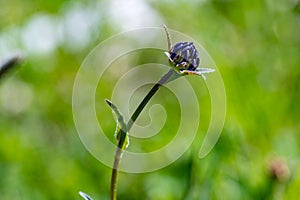 Devil`s claw with green background