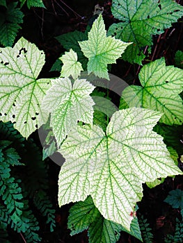 Devil's Club leaves ( Oplopanax horridus