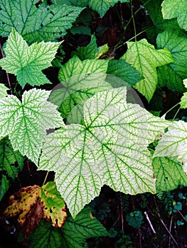 Devil's Club leaves ( Oplopanax horridus),