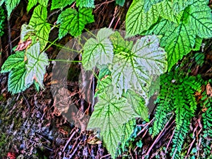 Devil's Club leaves ( Oplopanax horridus),