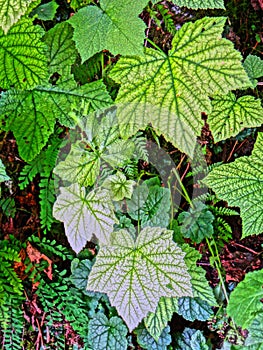 Devil's Club leaves ( Oplopanax horridus),