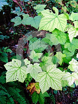 Devil's Club leaves ( Oplopanax horridus)